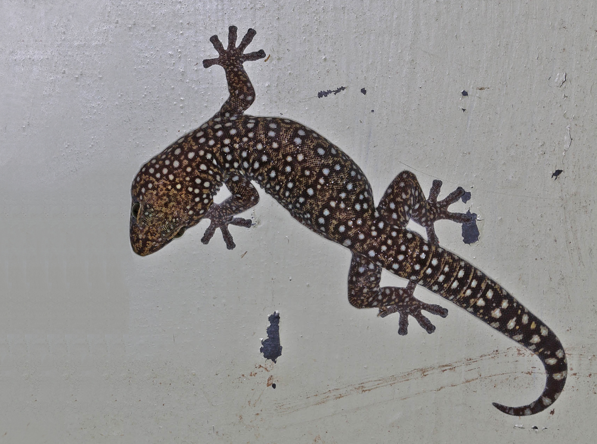 Tryon's Gecko (Oedura tryoni), Ballandean QLD © Marc Newman