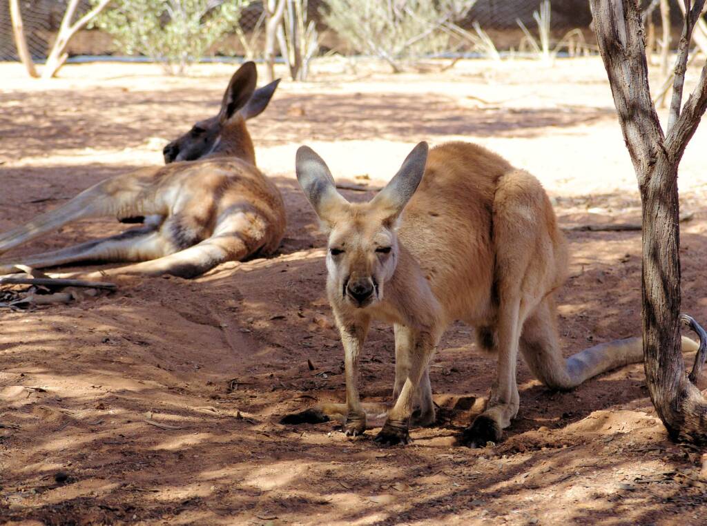 Friends in Alice Springs, Central Australia