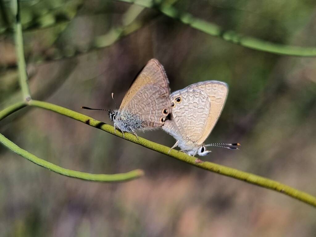 Two-spotted Line-blue Butterfly (Nacaduba biocellata) mating, Alice Springs NT