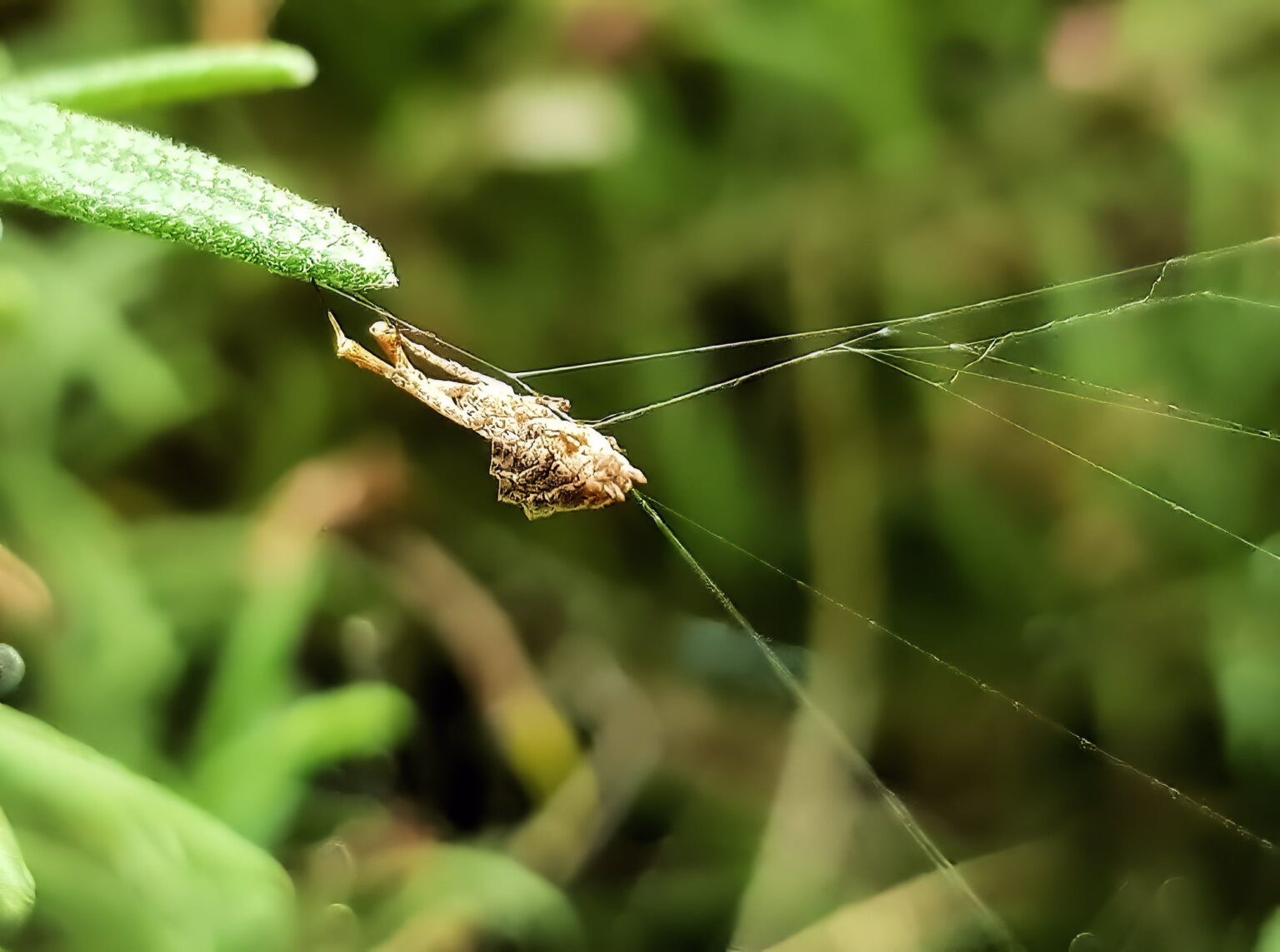 Hackled Orbweavers (Uloboridae) Ausemade