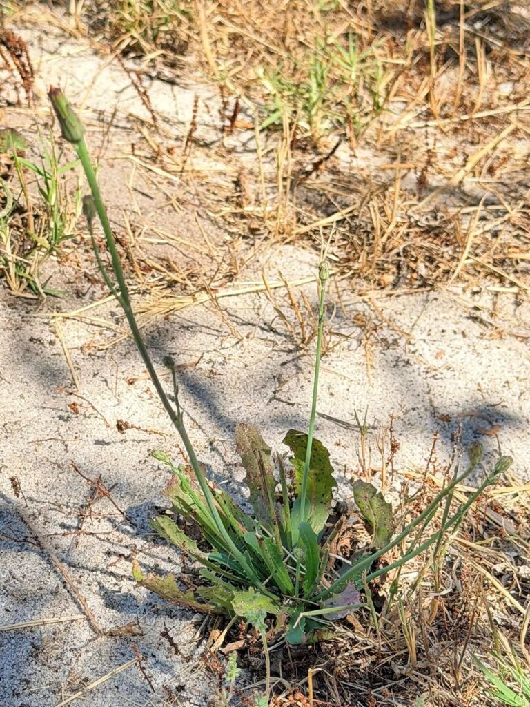 Underground Aphids, (inland of) Lancelin WA © Mark Hanlon