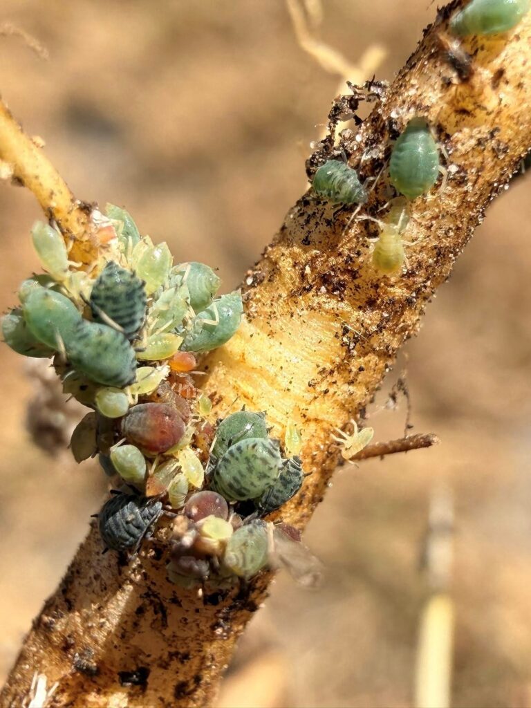 Underground Aphids, (inland of) Lancelin WA © Mark Hanlon