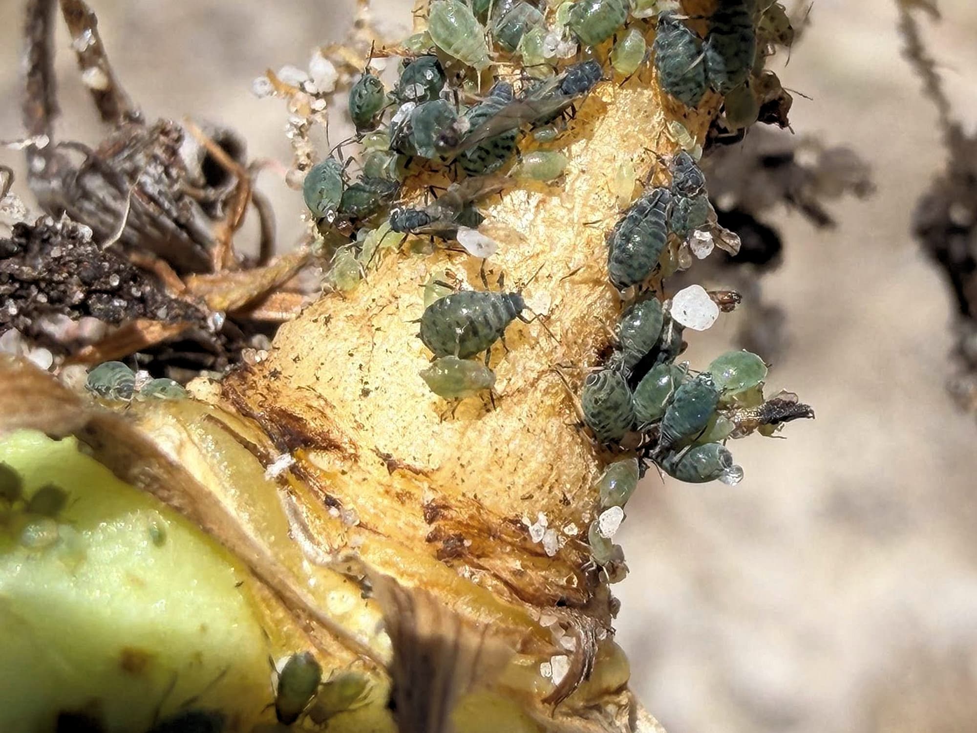 Underground Aphids, (inland of) Lancelin WA © Mark Hanlon