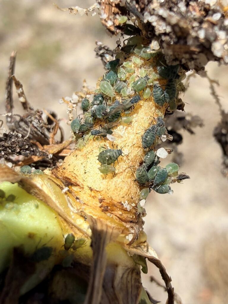 Underground Aphids, (inland of) Lancelin WA © Mark Hanlon