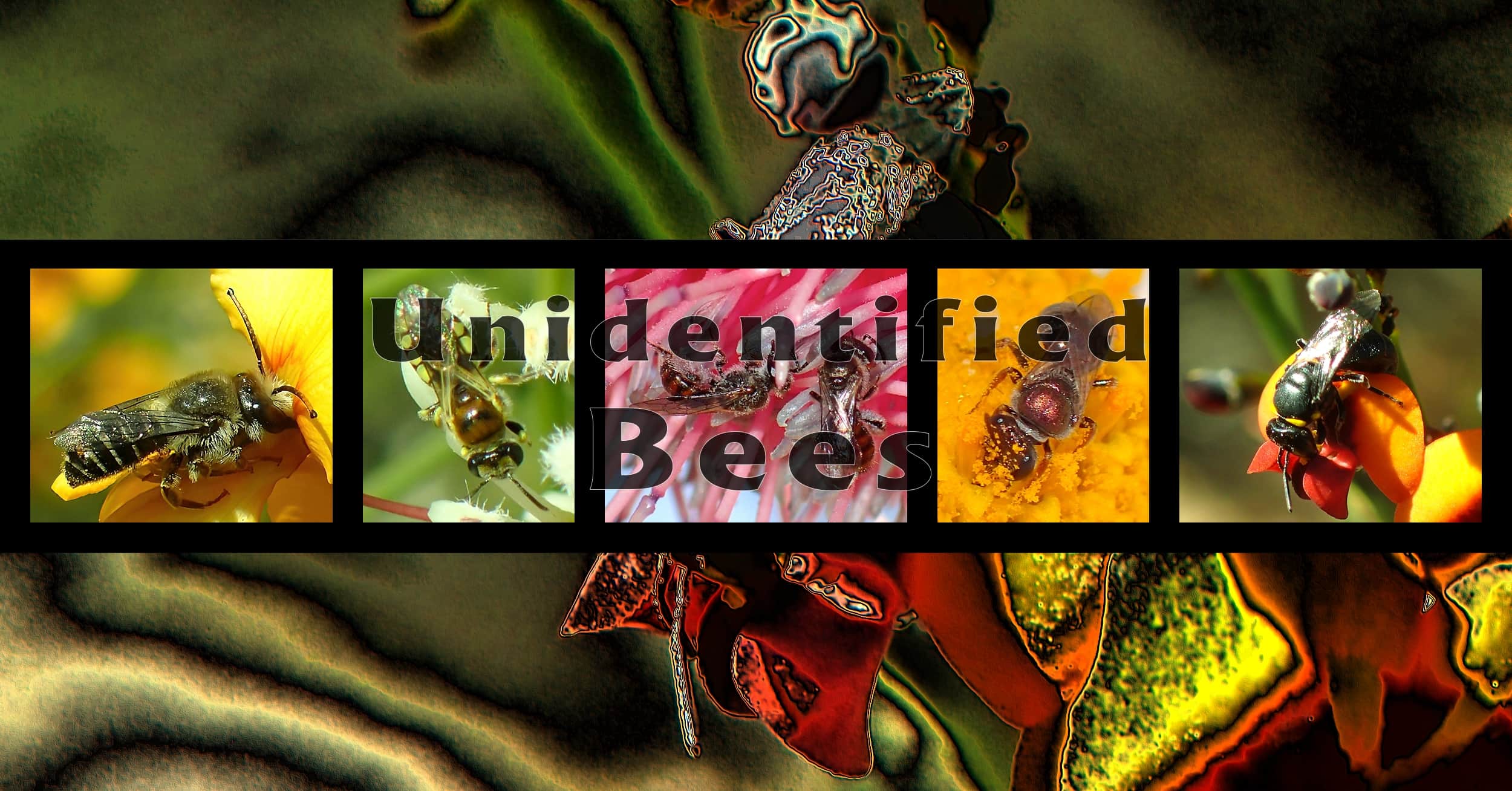 Unidentified Bees - Ausemade filmstrip