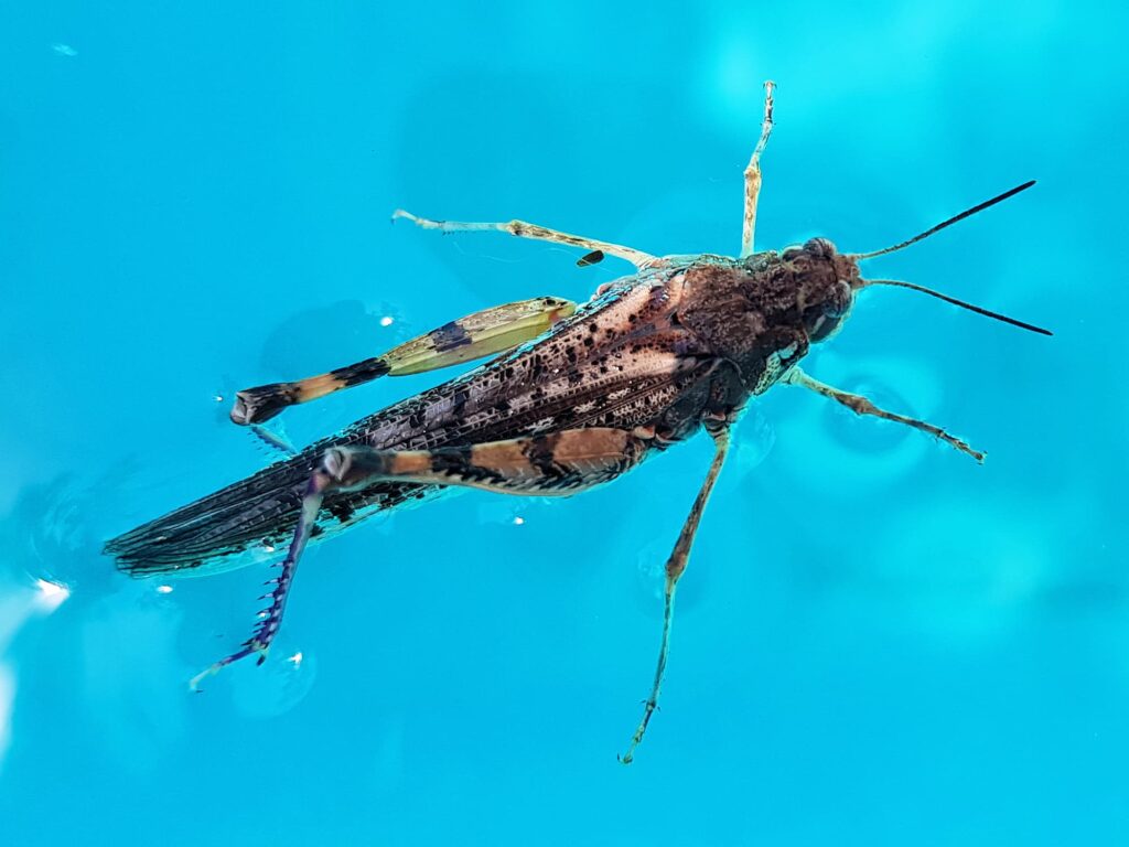 Urnisa guttulosa (Common Urnisa), Alice Springs NT