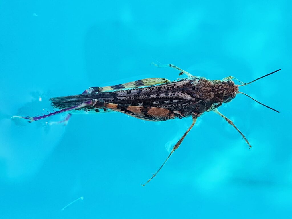 Urnisa guttulosa (Common Urnisa), Alice Springs NT