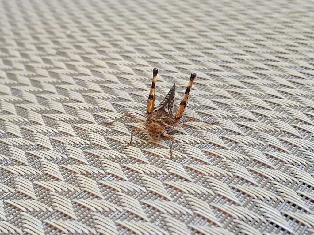Urnisa guttulosa (Common Urnisa), Alice Springs NT