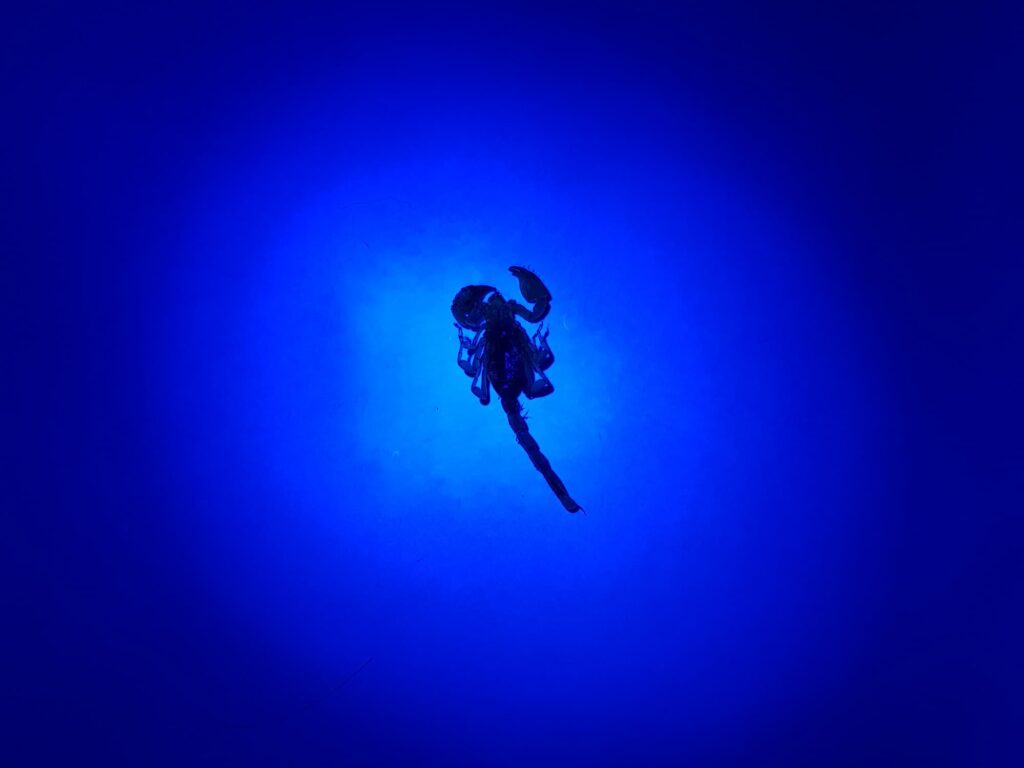 Deceased Desert Scorpion (genus Urodacus) under UV light, Alice Springs NT