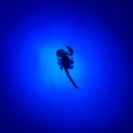 Deceased Desert Scorpion (genus Urodacus) under UV light, Alice Springs NT