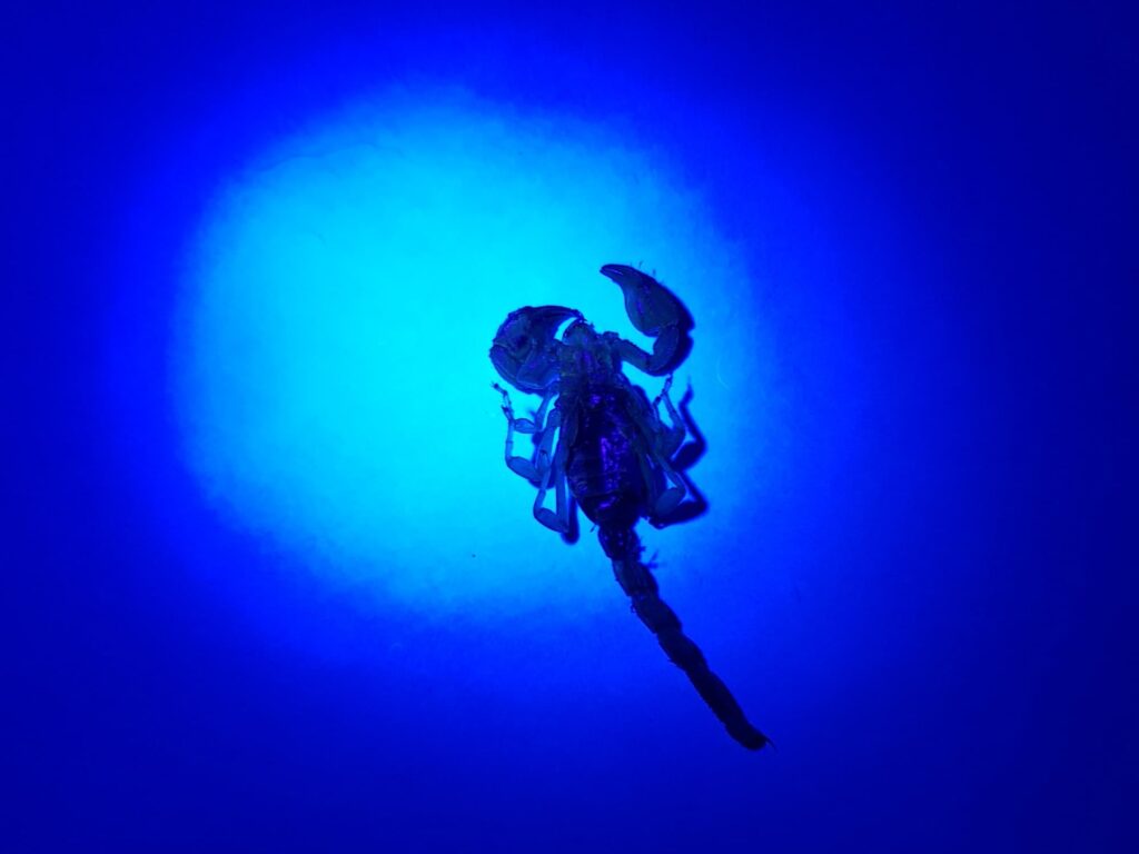 Deceased Desert Scorpion (genus Urodacus) under UV light, Alice Springs NT