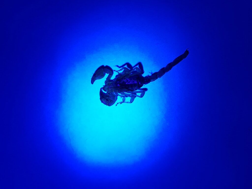 Deceased Desert Scorpion (genus Urodacus) under UV light, Alice Springs NT