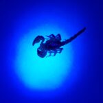 Deceased Desert Scorpion (genus Urodacus) under UV light, Alice Springs NT