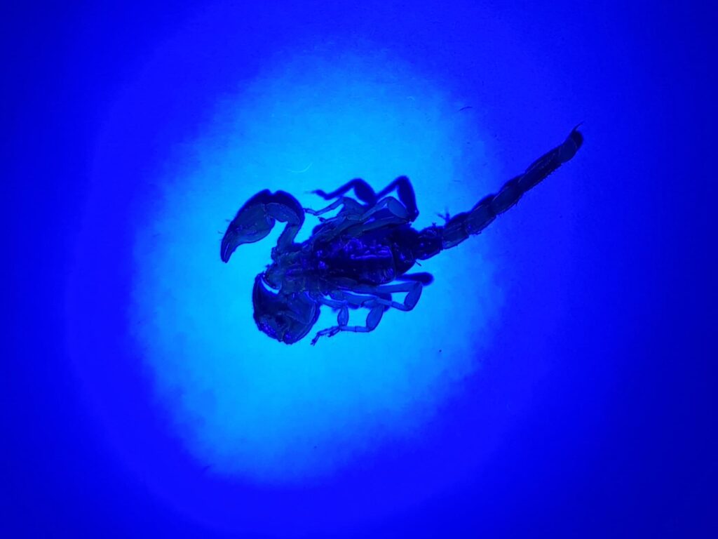 Deceased Desert Scorpion (genus Urodacus) under UV light, Alice Springs NT