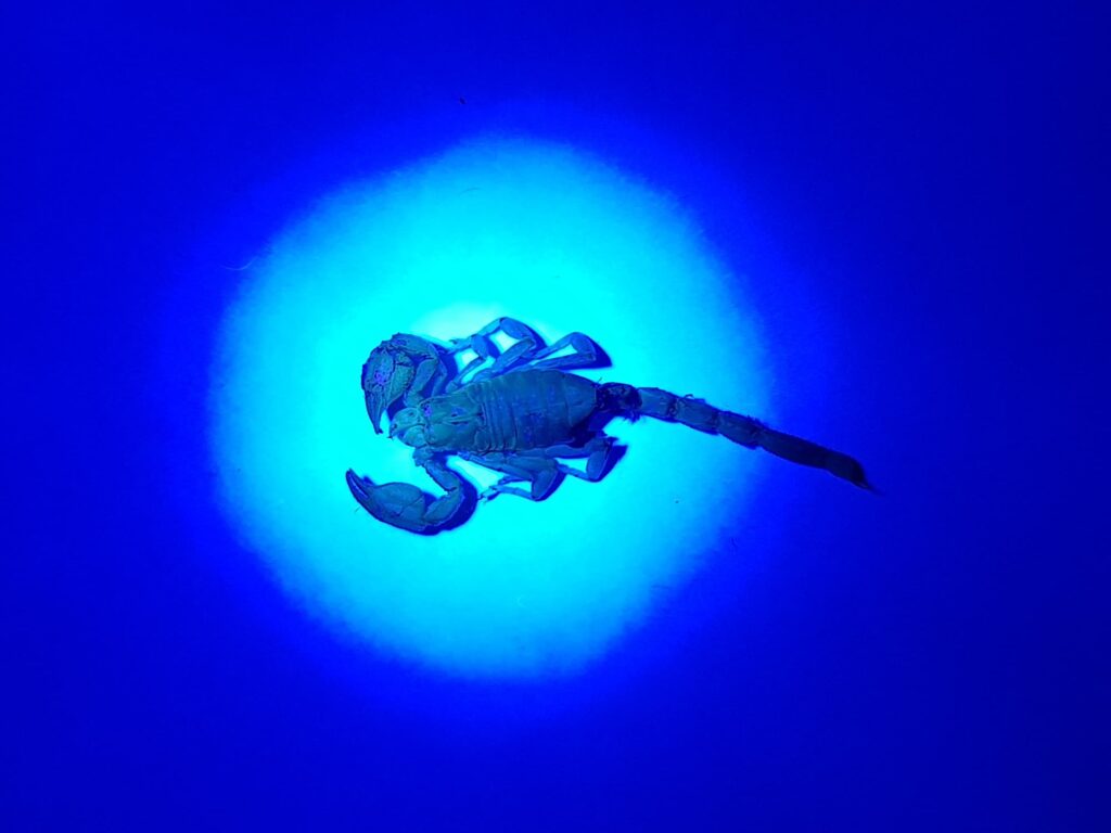 Deceased Desert Scorpion (genus Urodacus) under UV light, Alice Springs NT