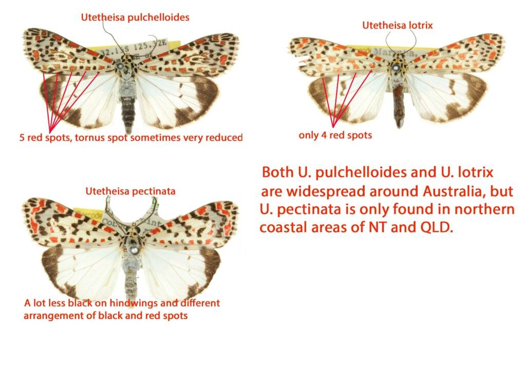 3 Utetheisa species in Australia © Bjørn M Fjellstad