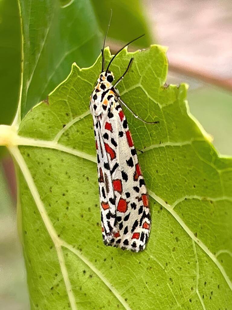 Crotalaria Moths (Utetheisa lotrix), Southwest QLD © Dianne Bickers