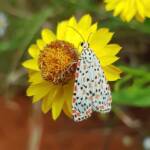 Heliotrope Moth (Utetheisa pulchelloides), Alice Springs Desert Park NT