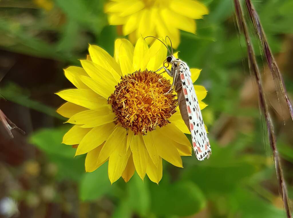 Heliotrope Moth (Utetheisa pulchelloides), Alice Springs Desert Park NT