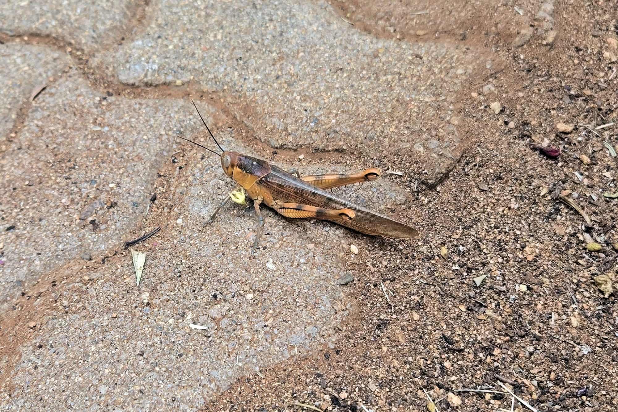 Valanga irregularis (Giant Grasshopper), Alice Springs NT © Bev Rogers