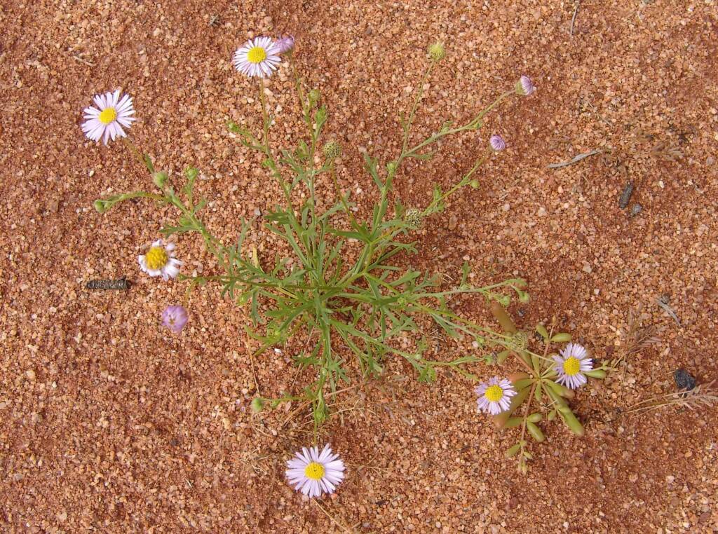 Variable Daisy (Brachyscome ciliaris), Ilparpa Claypans, Central Australia