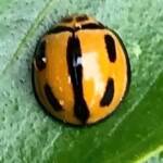 Variable Ladybird Beetle (Coelophora inaequalis), Roma QLD © Dianne Bickers