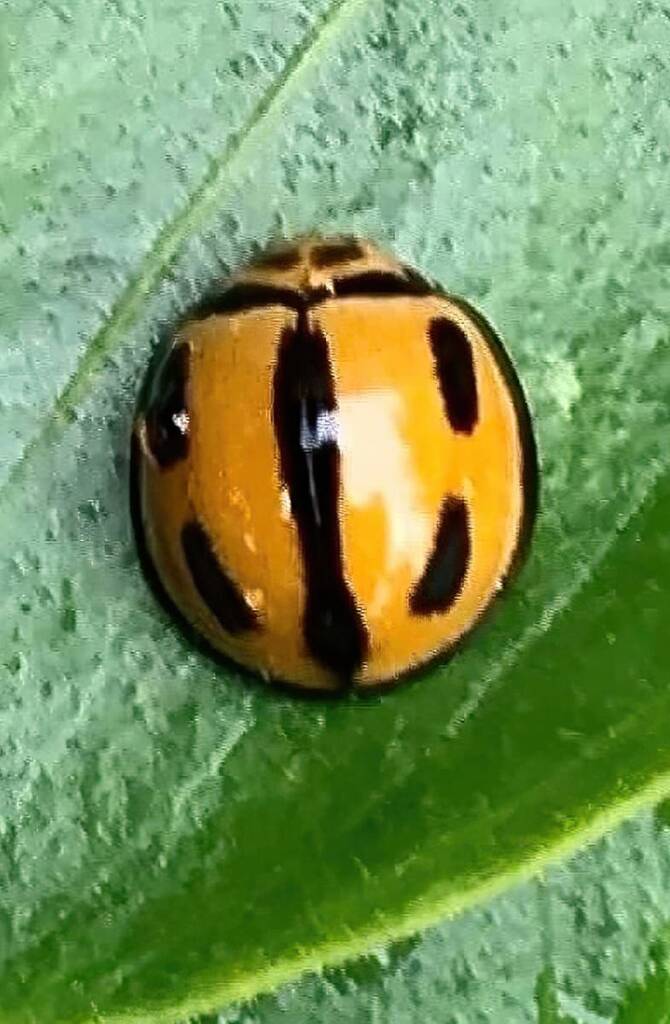 Variable Ladybird Beetle (Coelophora inaequalis), Roma QLD © Dianne Bickers