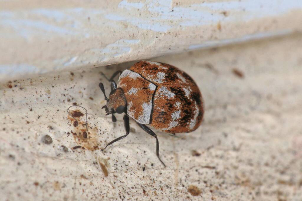Varied Carpet Beetle (Anthrenus verbasci), Ballandean QLD © Marc Newman
