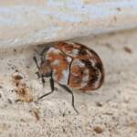 Varied Carpet Beetle (Anthrenus verbasci), Ballandean QLD © Marc Newman