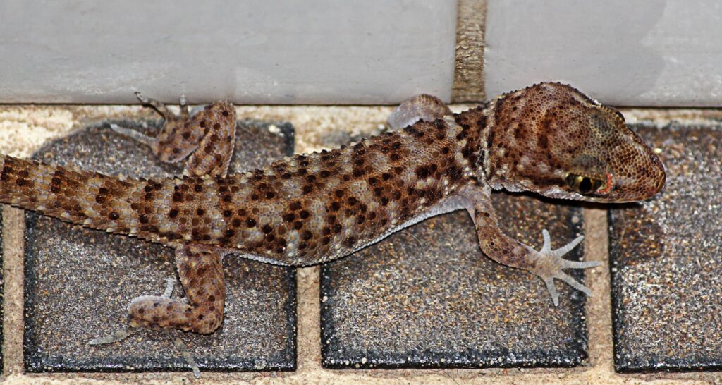 Variegated Dtella (Gehyra variegata), Alice Springs NT © Jan Martin
