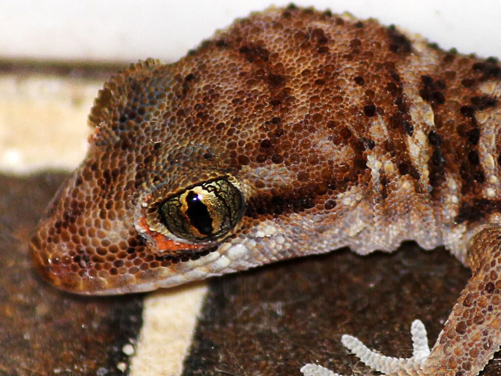Variegated Dtella (Gehyra variegata), Alice Springs NT © Jan Martin