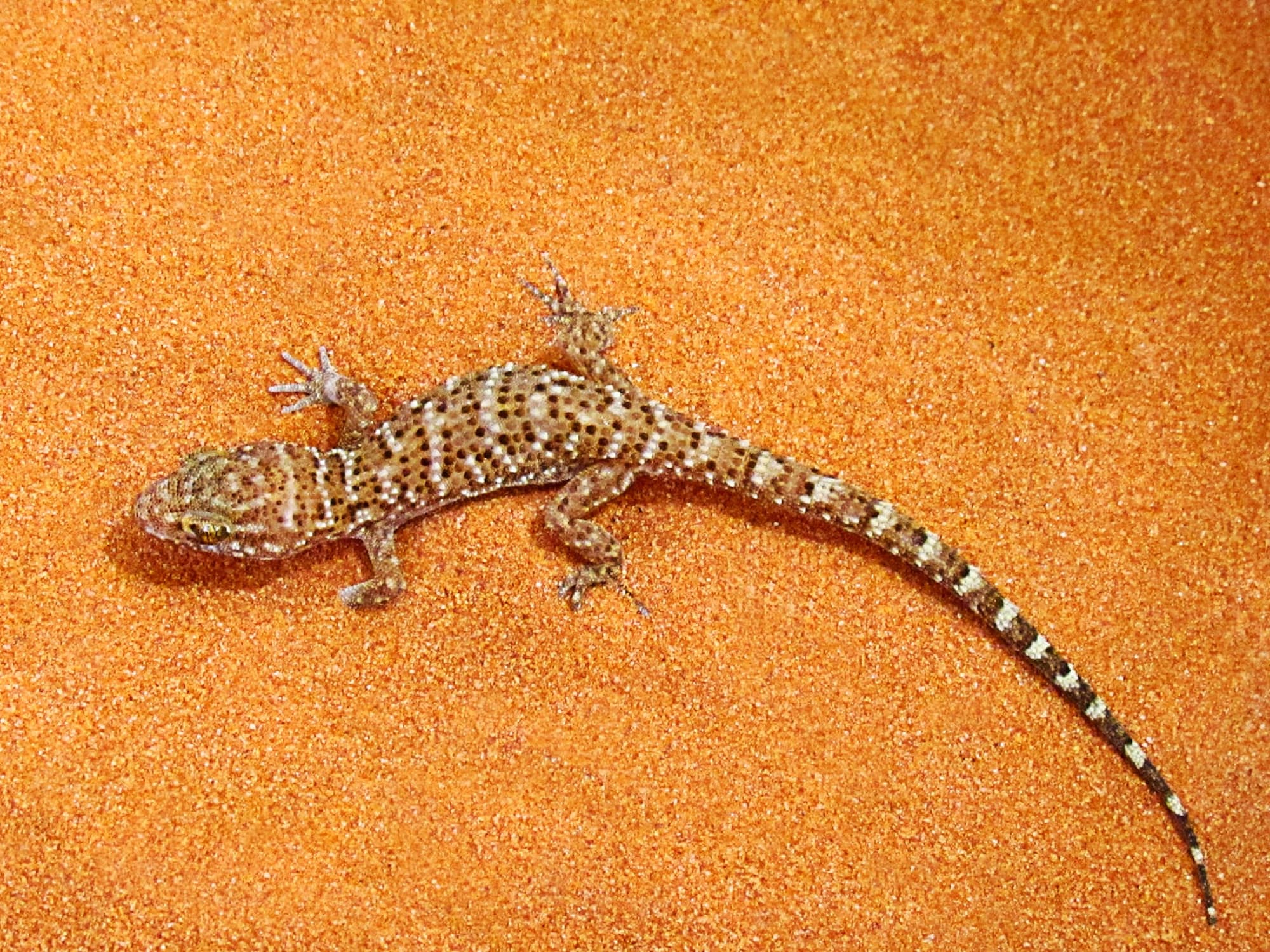 Variegated Dtella (Gehyra variegata), Alice Springs NT © Jan Martin
