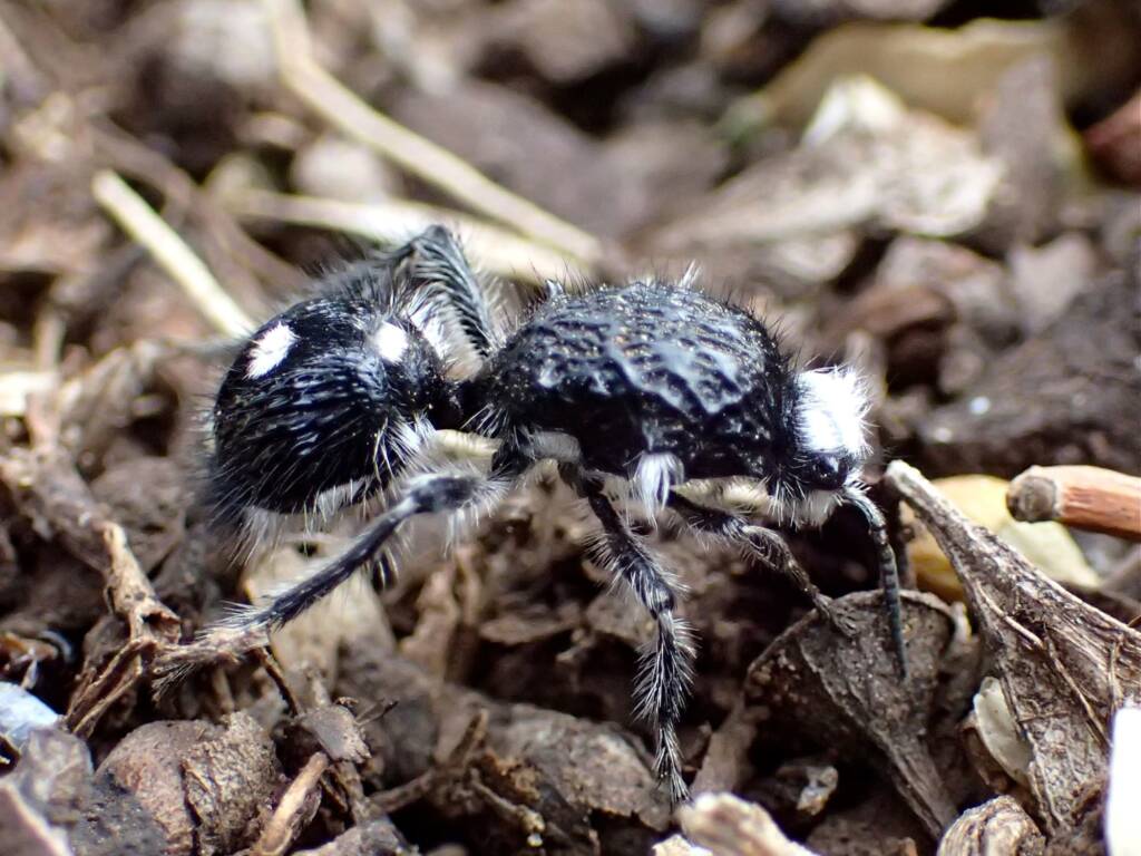 Velvet Ant (tribe (Dasymutillini) - about 20 mm long, Midwest WA © Gary Taylor