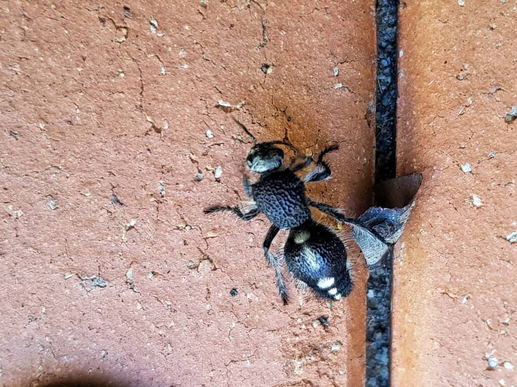 Greater Black Velvet Ant (Ephutomorpha formicaria), Alice Springs NT