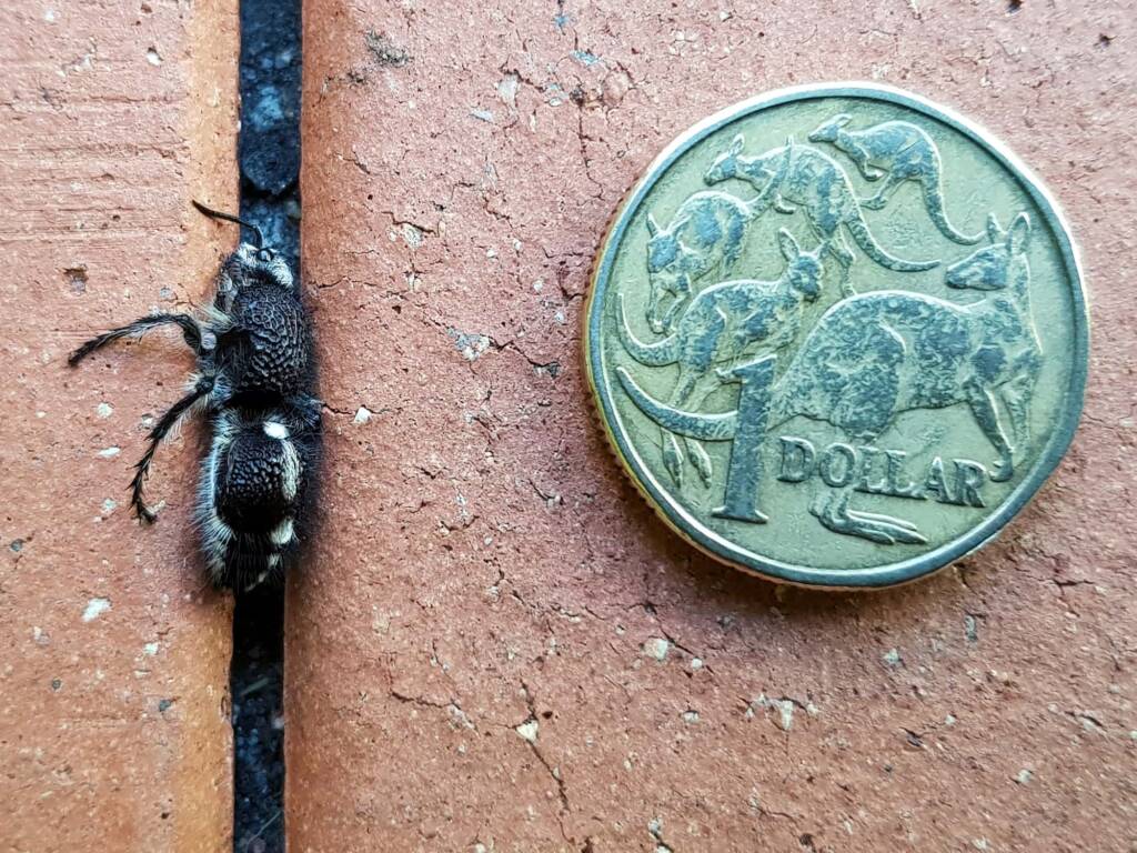 Greater Black Velvet Ant (Ephutomorpha formicaria), Alice Springs NT
