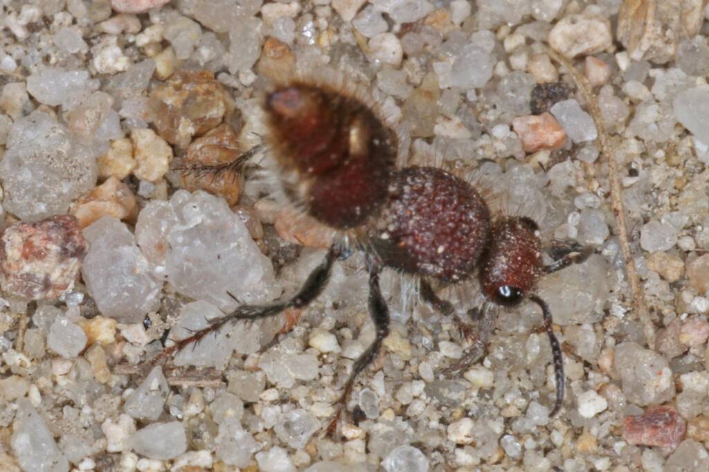 Velvet Ant (Mutillidae), Severnlea QLD © Marc Newman