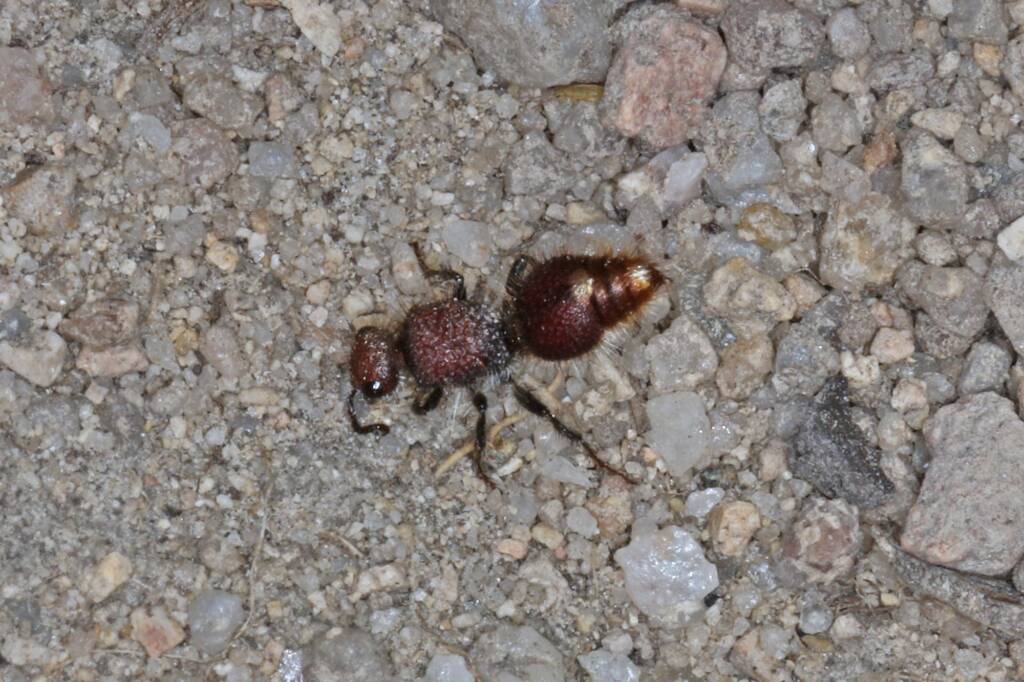 Velvet Ant (Mutillidae), Severnlea QLD © Marc Newman