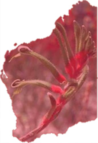 Red and Green Kangaroo Paw - Floral emblem of Western Australia