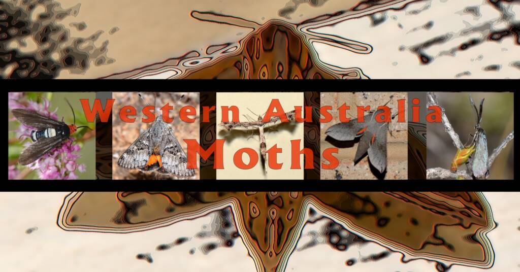 Western Australia Moths - Ausemade filmstrip