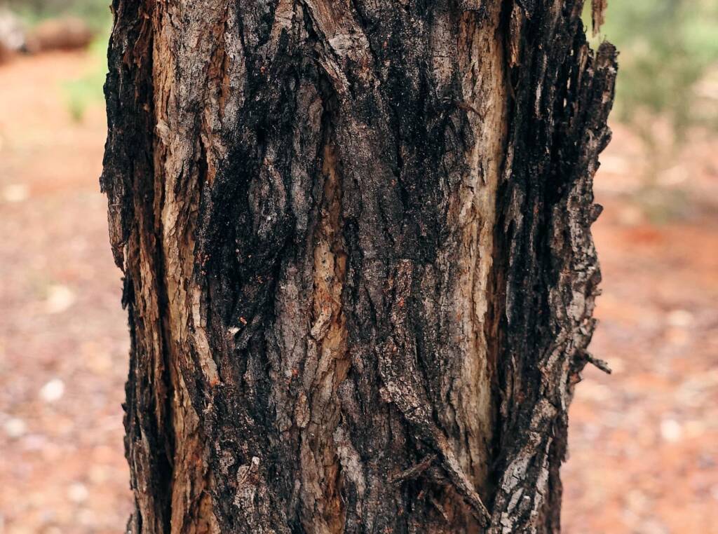 Waddy-wood (Acacia peuce), Alice Springs Desert Park