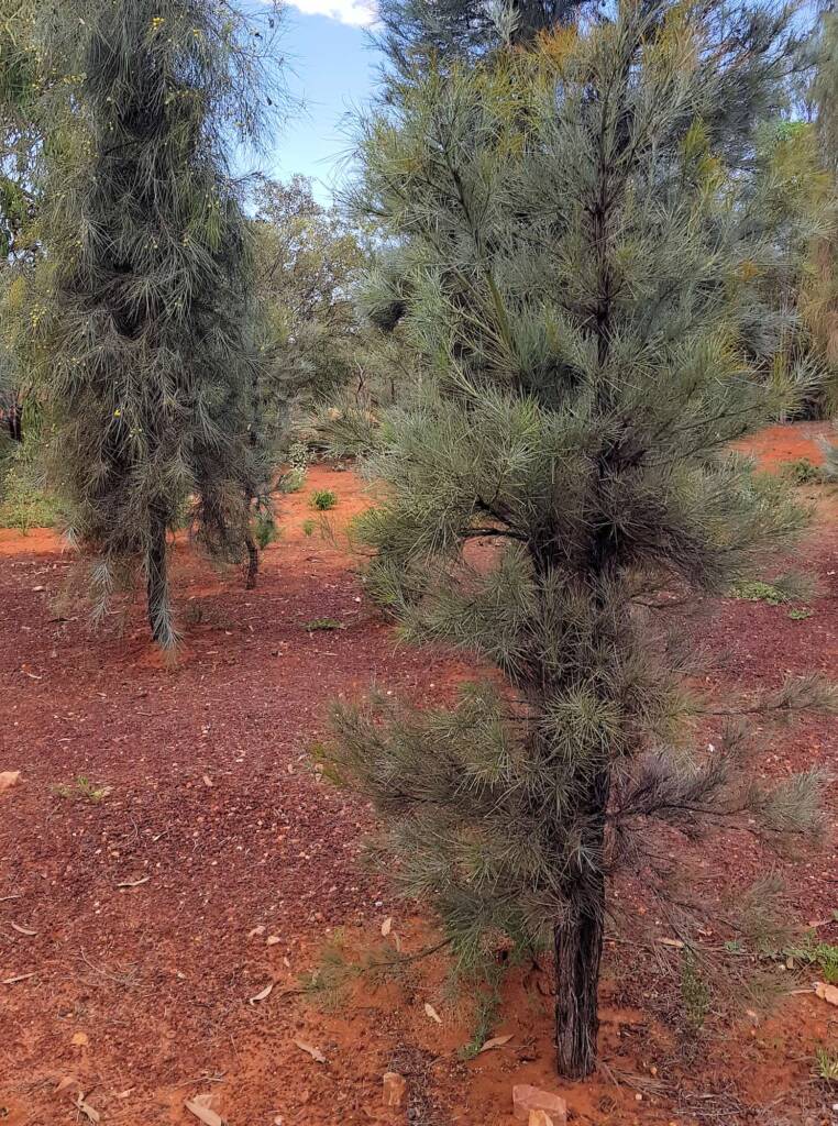 Waddy-wood (Acacia peuce), Alice Springs Desert Park