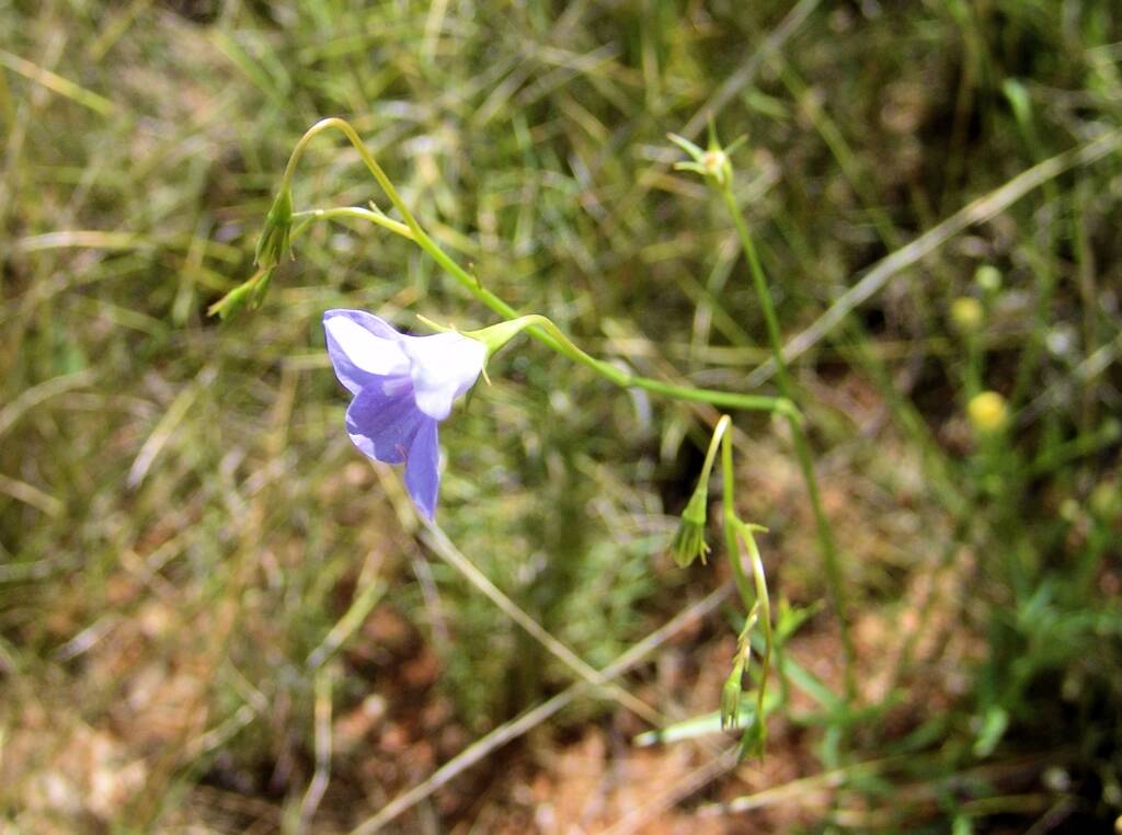 Tufted Bluebell (Wahlenbergia capillaris), Ilparpa Claypans, Alice Springs NT
