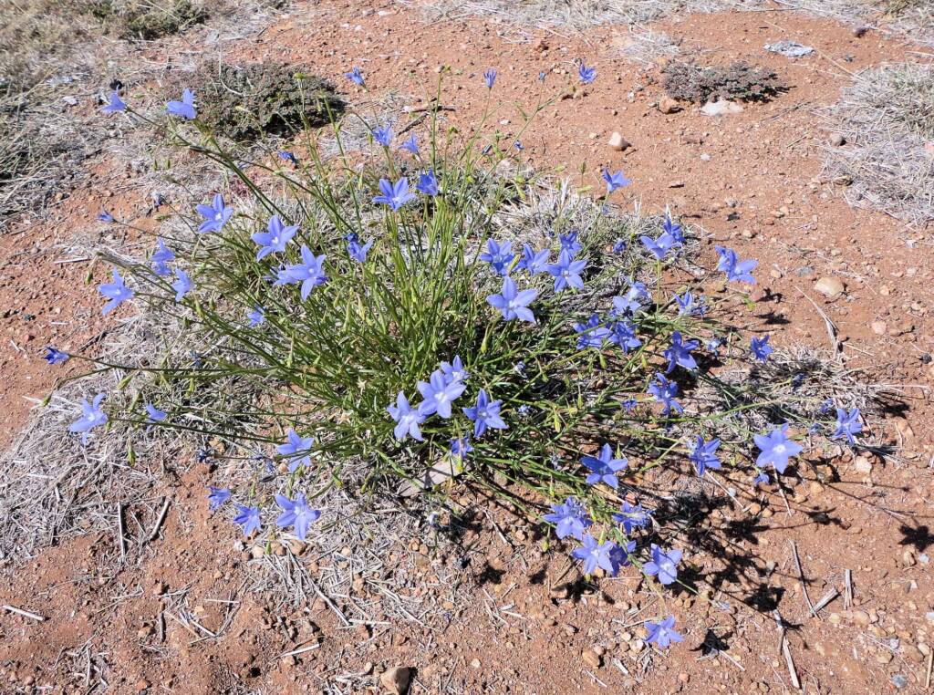 Australian Bluebell (Wahlenbergia gracilis), Alice Springs, NT