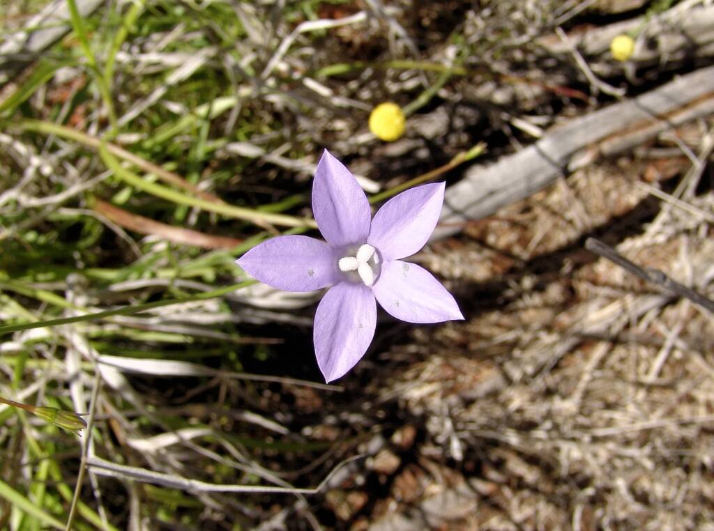 Australian Bluebell (Wahlenbergia gracilis), Ilparpa Claypans