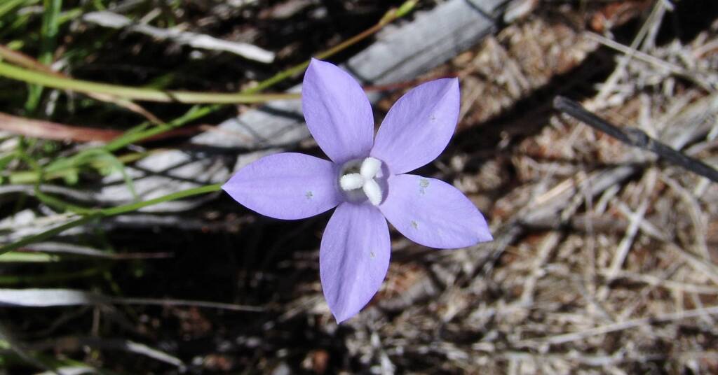 Australian Bluebell (Wahlenbergia gracilis), Ilparpa Claypans