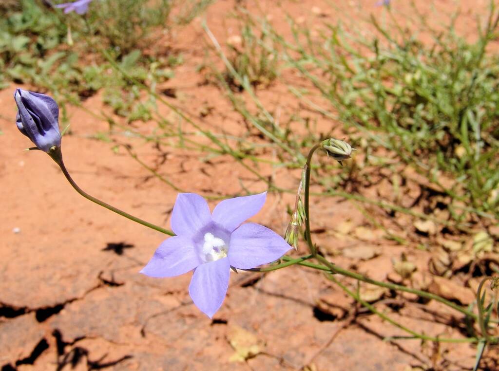 Australian Bluebell (Wahlenbergia gracilis), Tanami Road