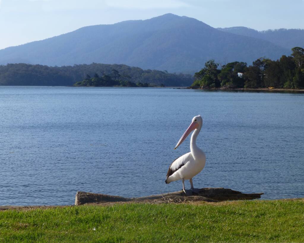 Pelican looking out over the Wallaga Lake and Gulaga/Mount Dromedary, South Coast NSW © Helen Moody
