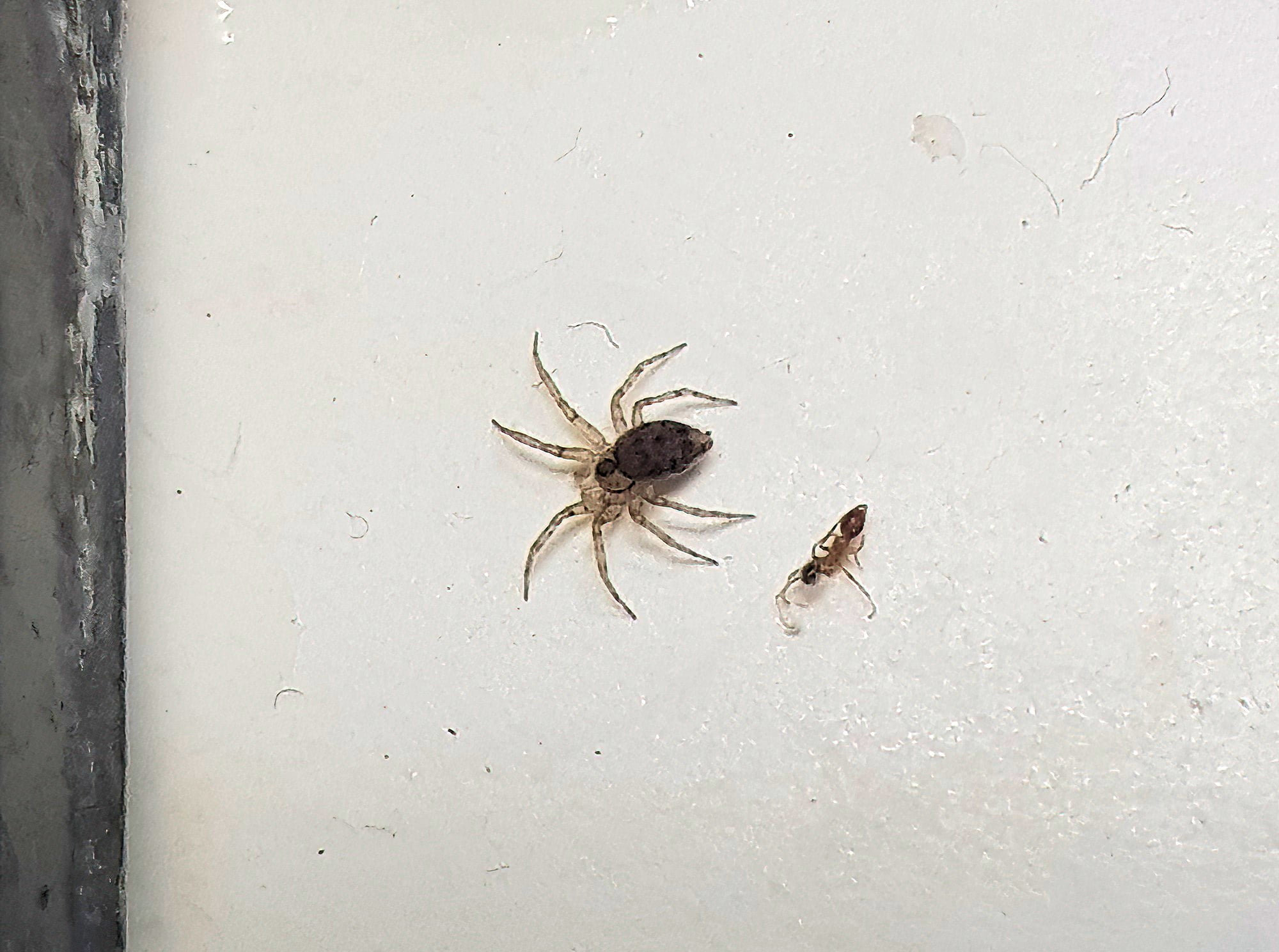 Wall Spider (Oecobius sp) Ausemade