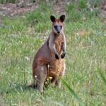 Swamp Wallaby (Wallabia bicolor), Southern Downs QLD © Marc Newman
