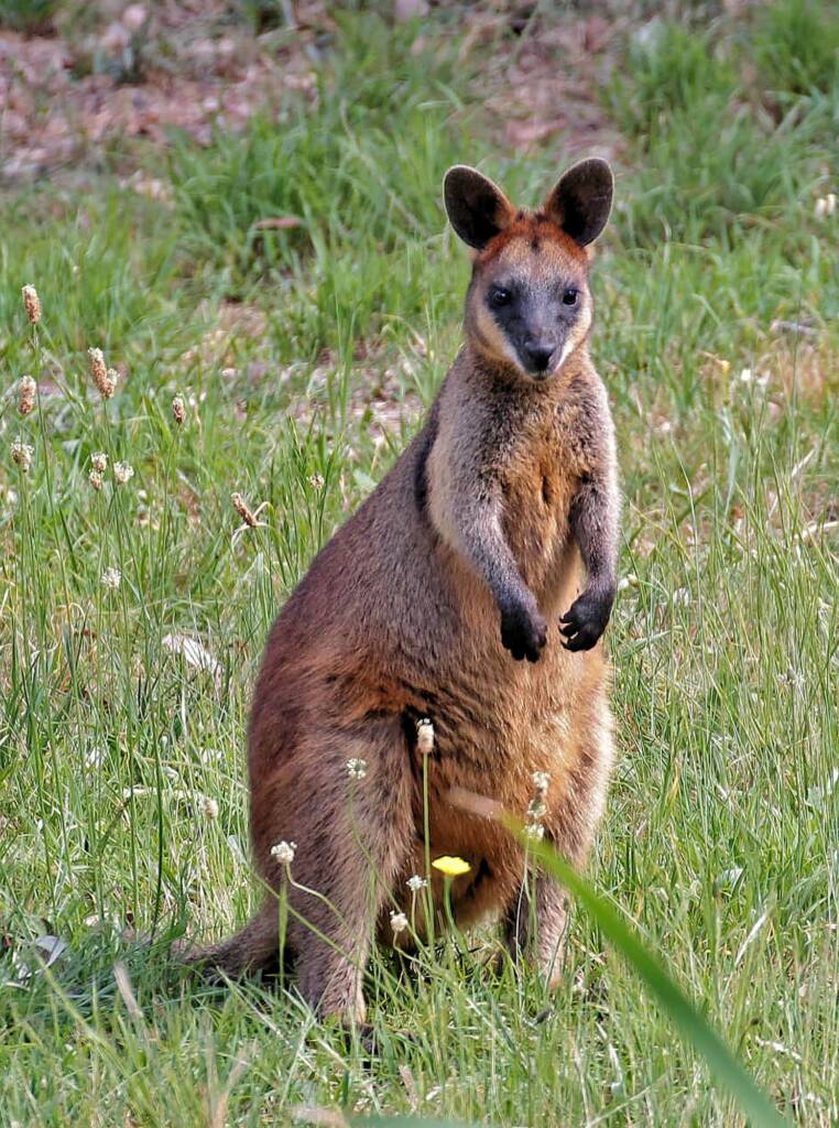 Swamp Wallaby (Wallabia bicolor), Southern Downs QLD © Marc Newman